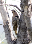 Northern Flicker